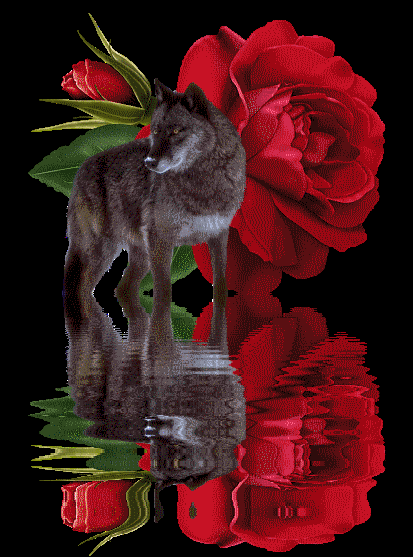 www_tvn_hu_3053d666d9ab2e8c097f2a896e1d4d12.gif